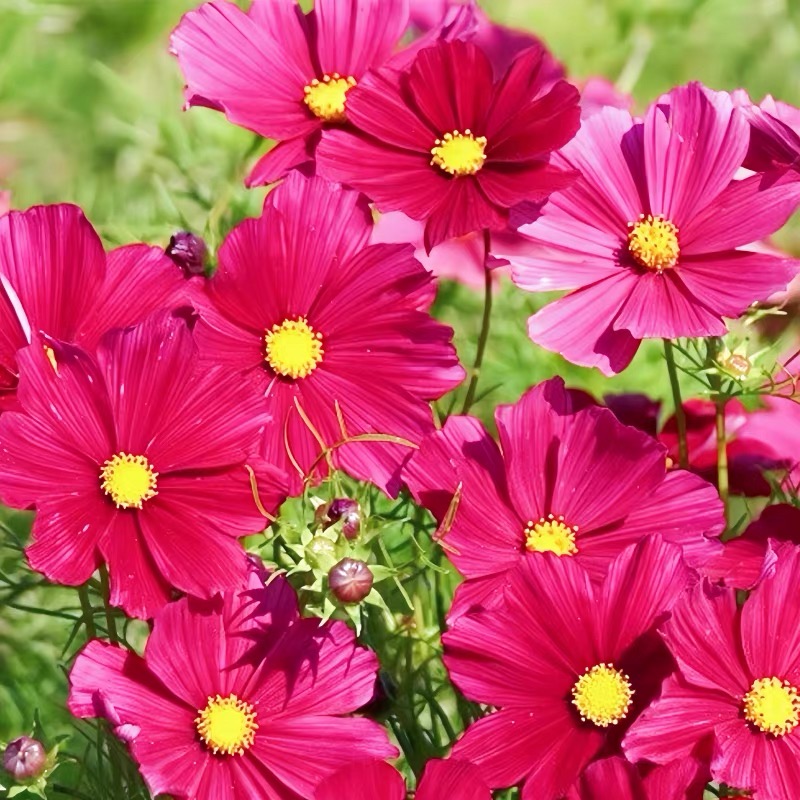 Cosmos  seeds Color red