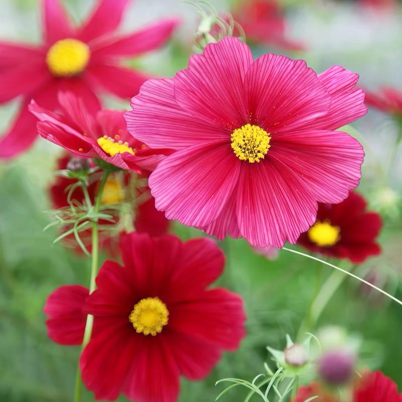Cosmos  seeds Color red
