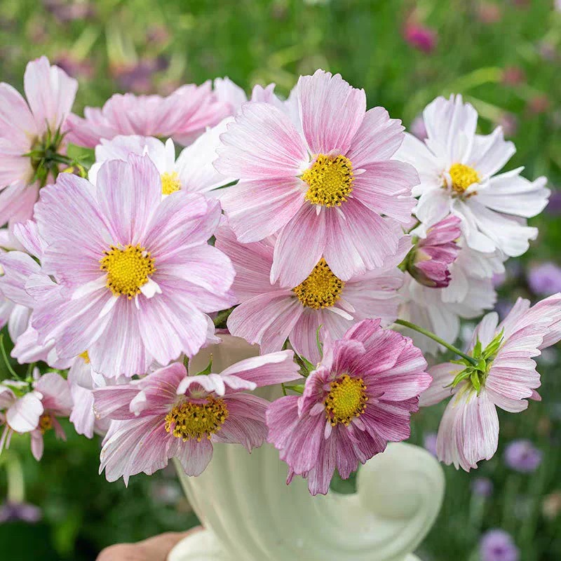 Cosmos  seeds Color purple gradient