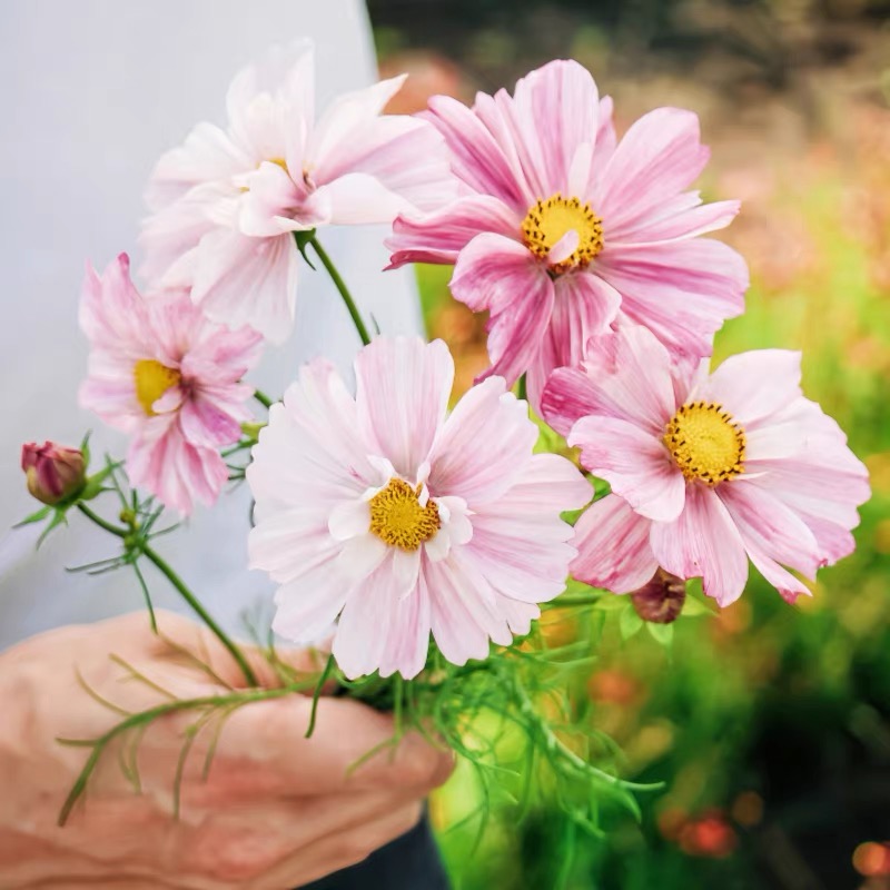 Cosmos  seeds Color purple gradient