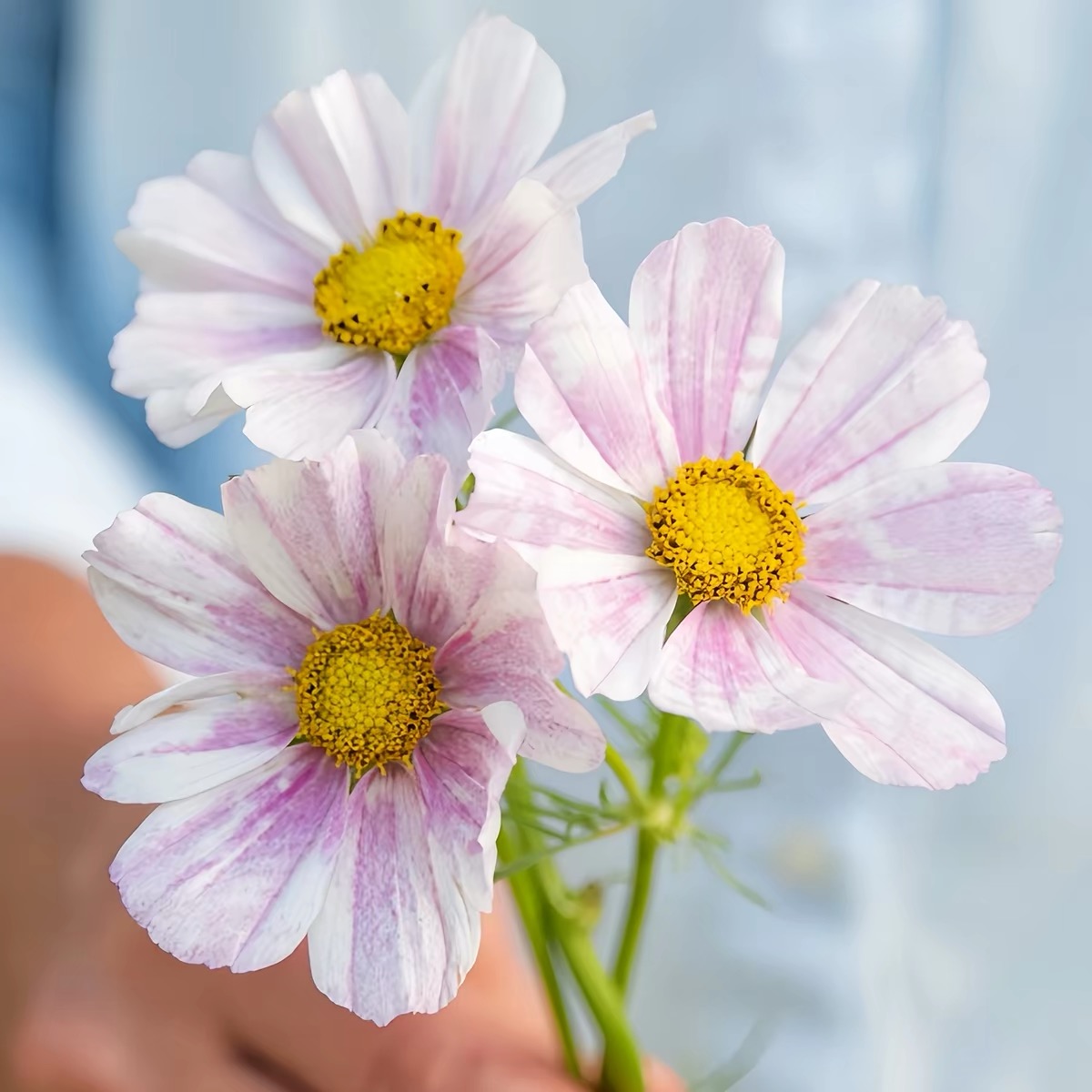 Cosmos  seeds Color purple gradient