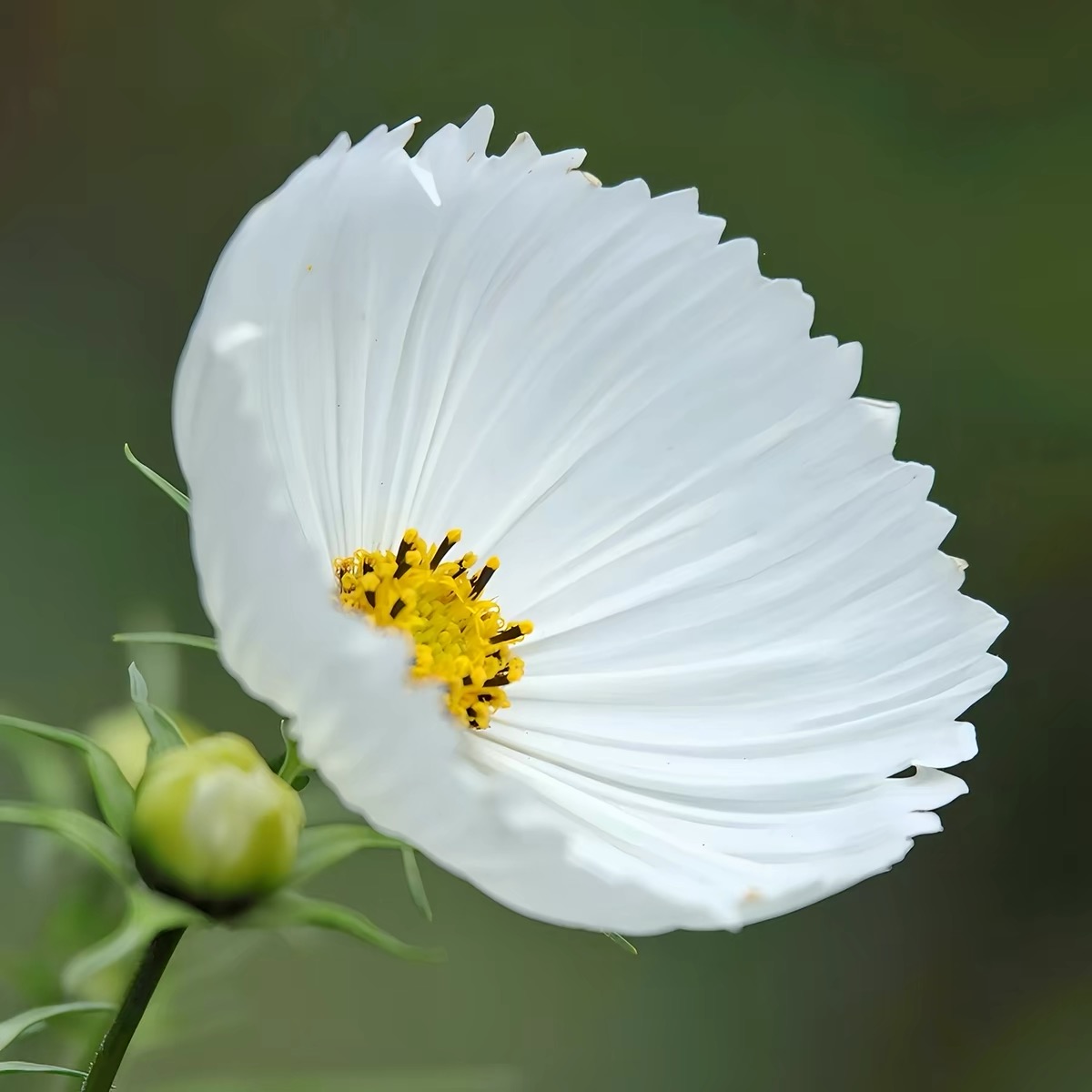 Cosmos  seeds Flower cup Color White