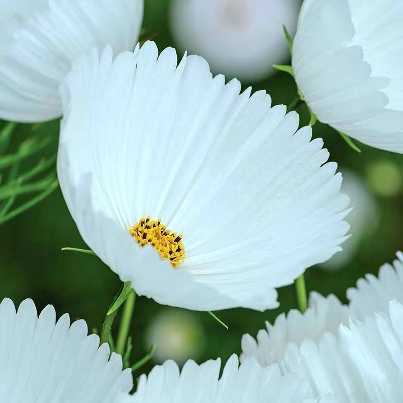 Cosmos  seeds Flower cup Color White