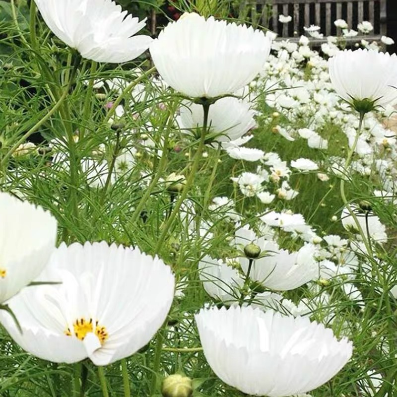 Cosmos  seeds Flower cup Color White