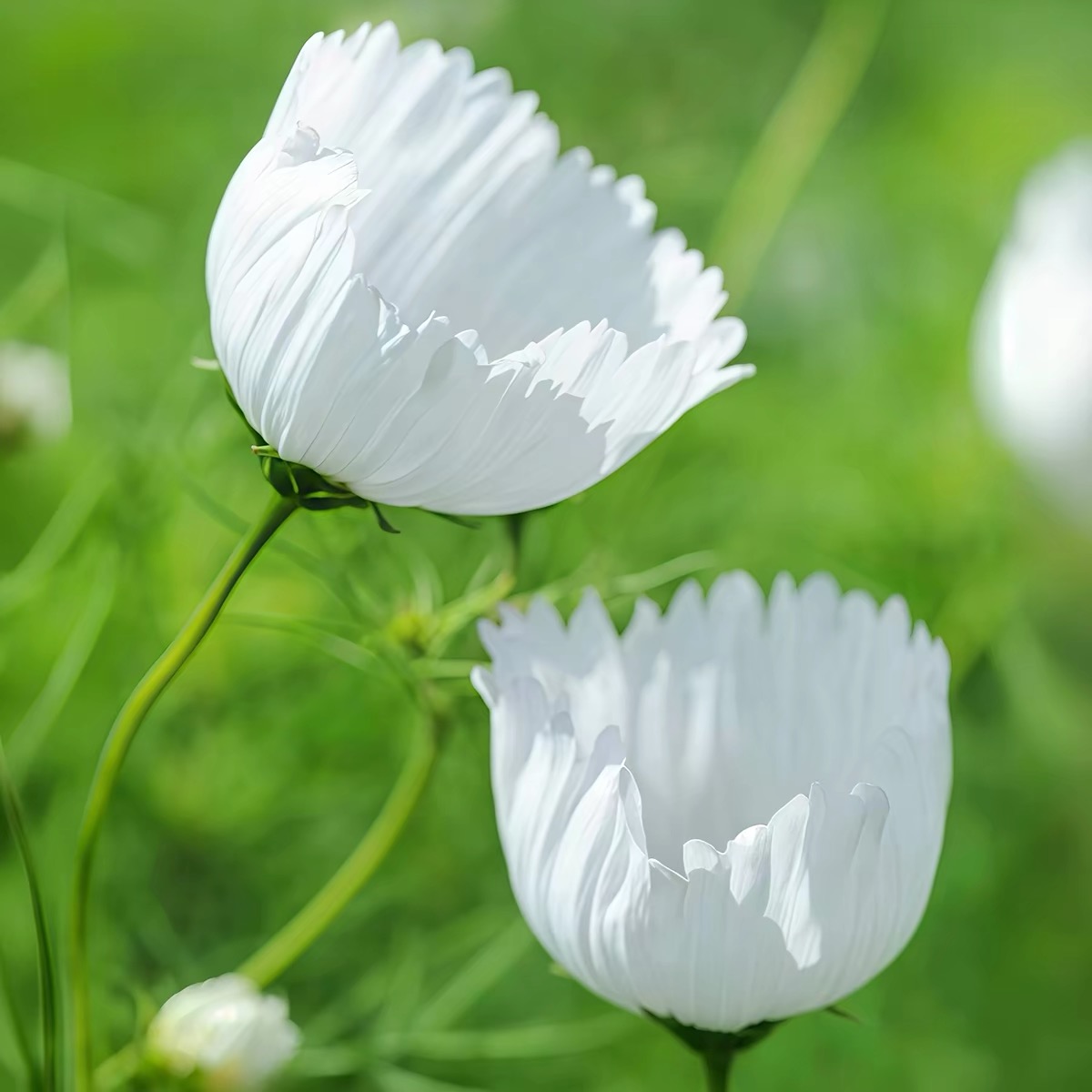 Cosmos  seeds Flower cup Color White