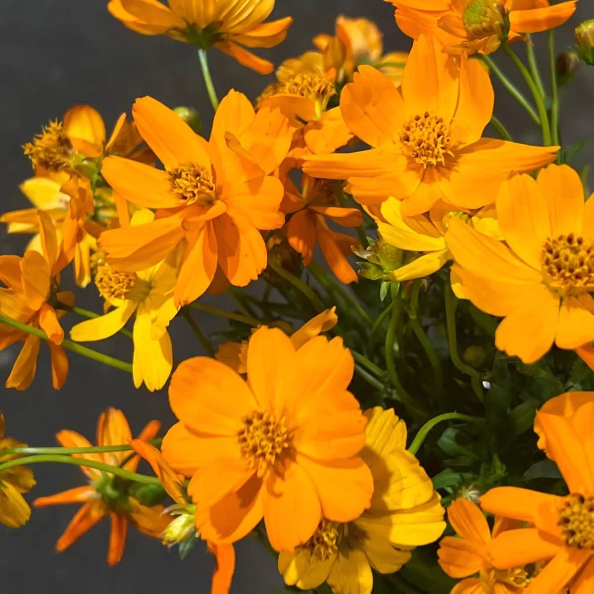 Cosmos sulphureus seeds  color Yellow and orange