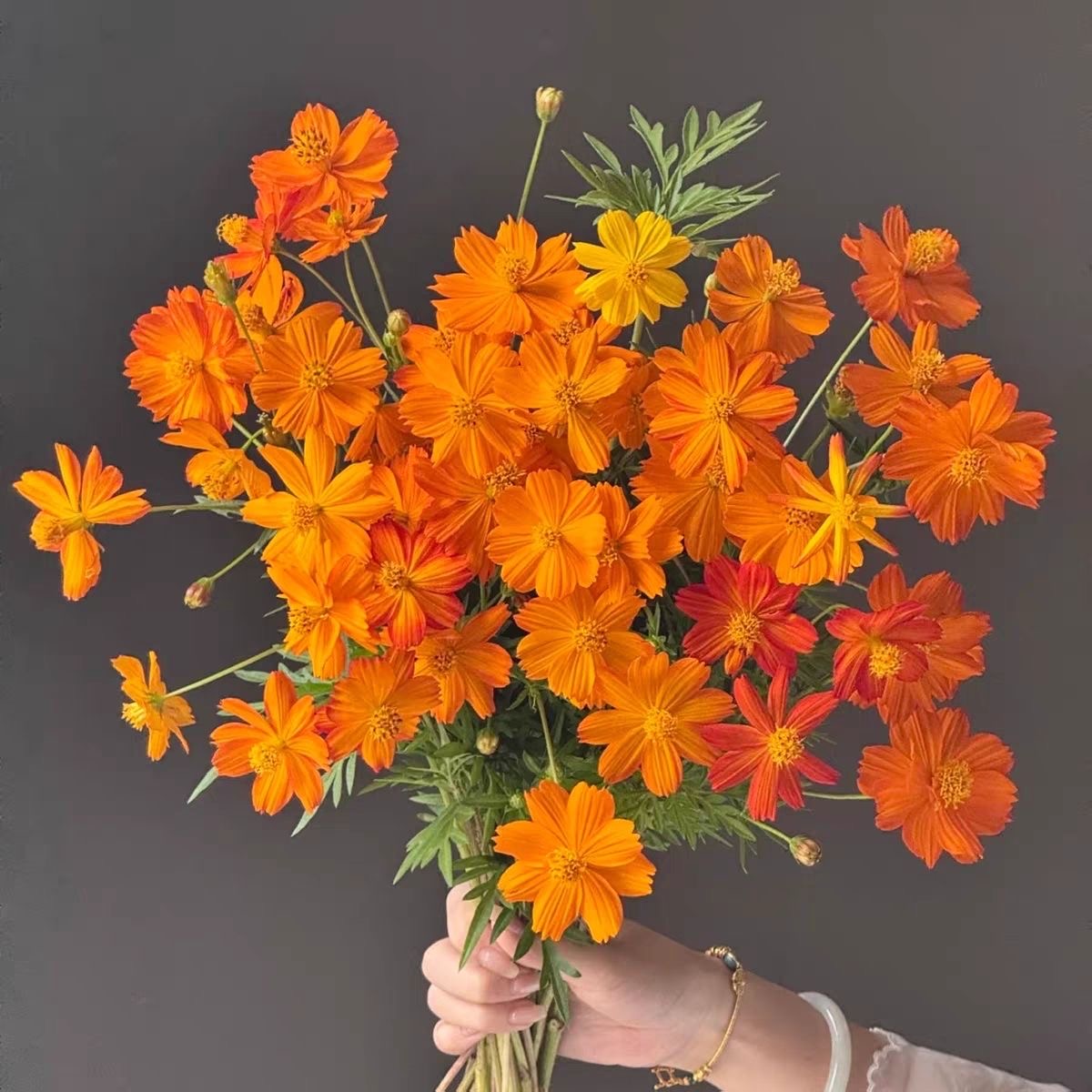 Cosmos sulphureus seeds  color Yellow and orange