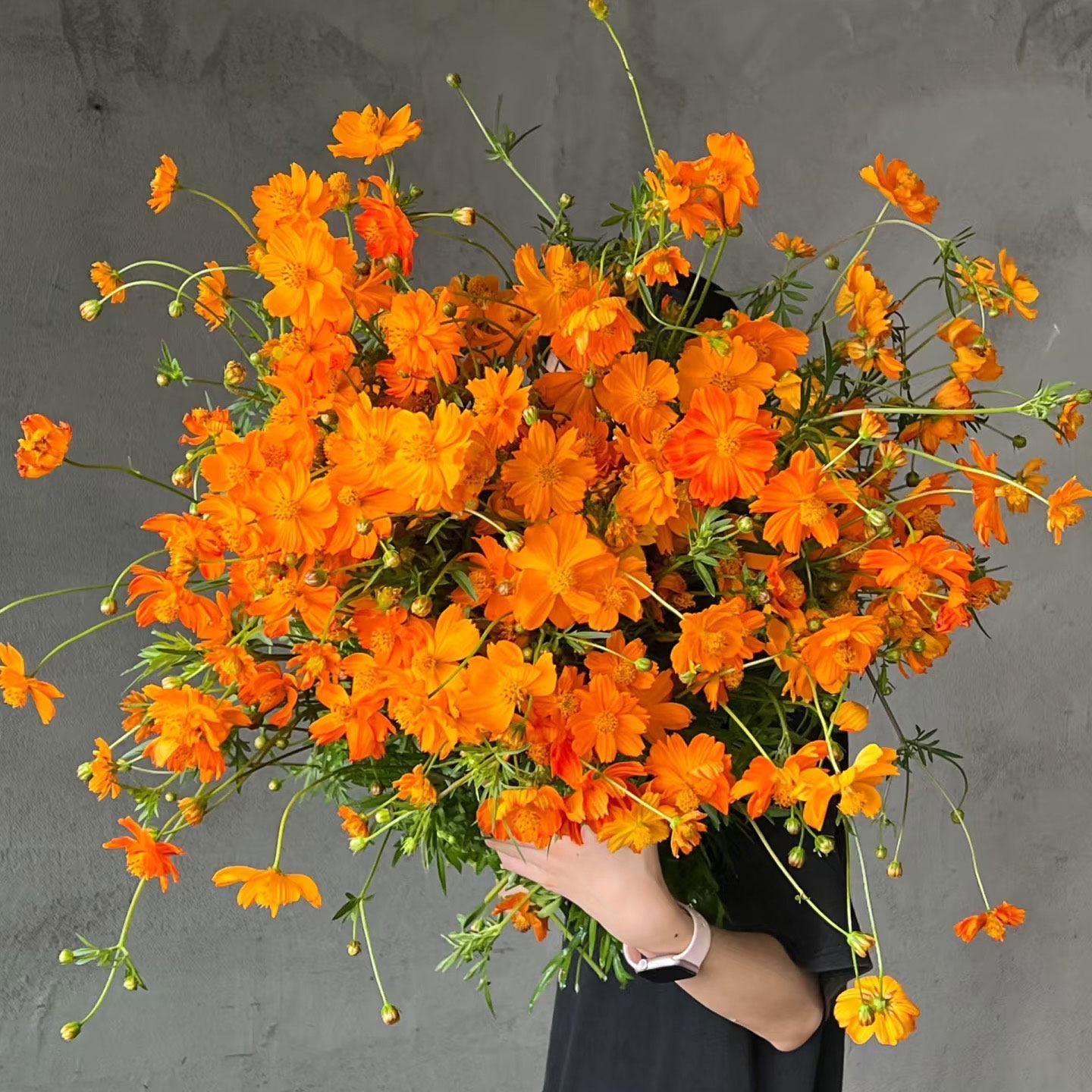 Cosmos sulphureus seeds  color Yellow and orange