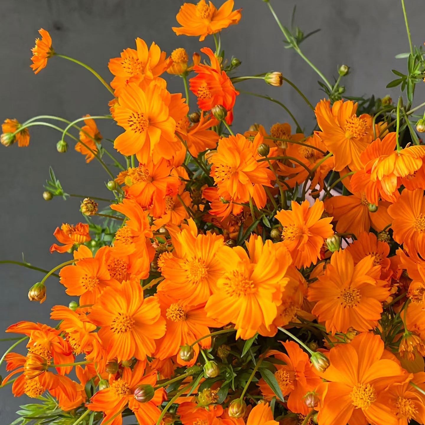 Cosmos sulphureus seeds  color Yellow and orange