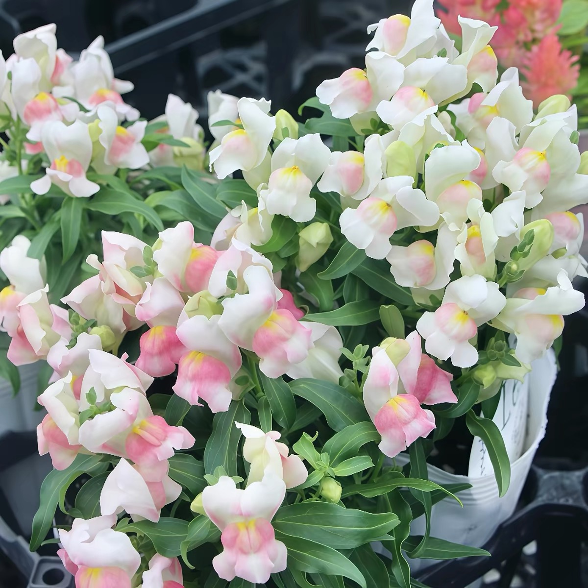 Snapdragon Seeds  Colors White and Pink