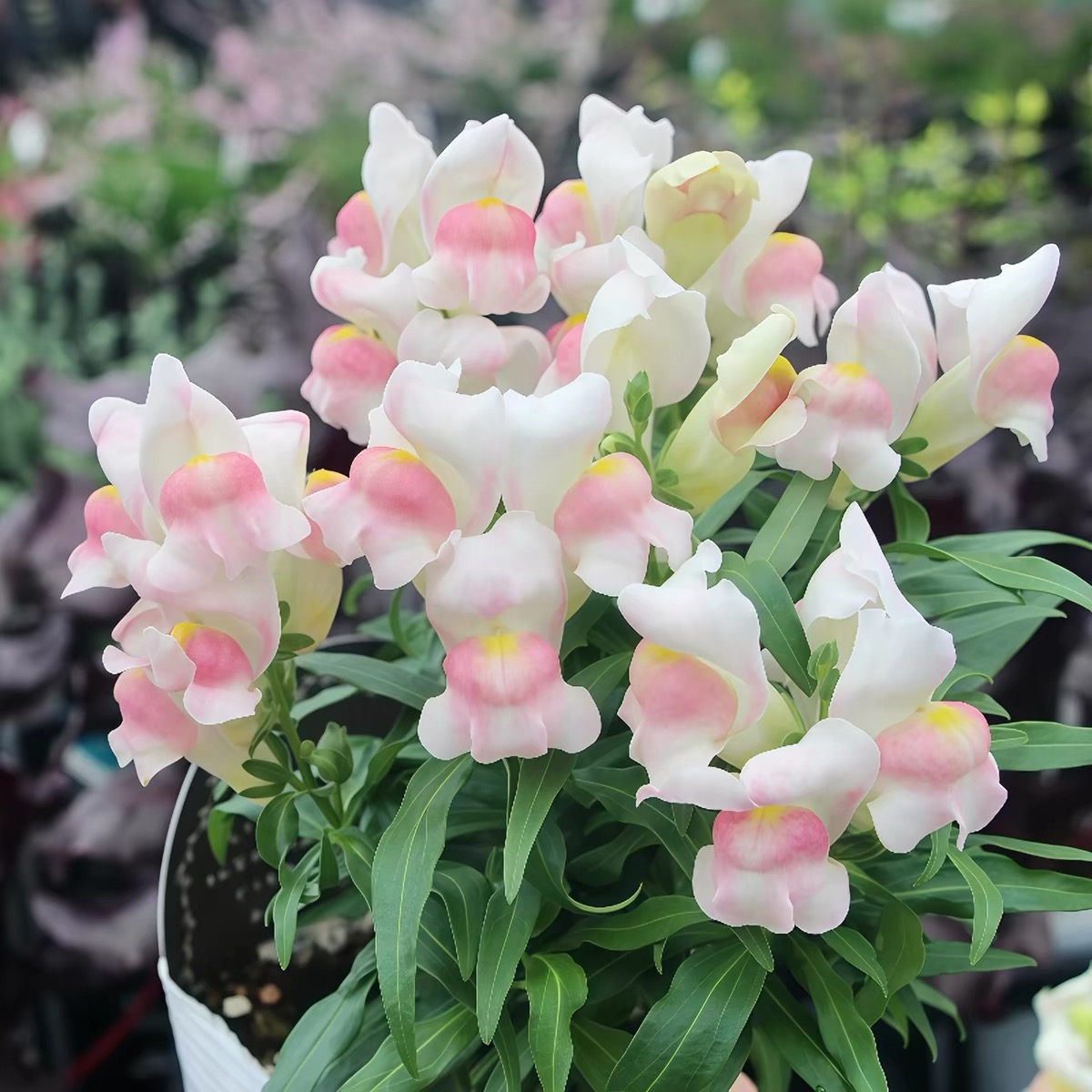 Snapdragon Seeds  Colors White and Pink
