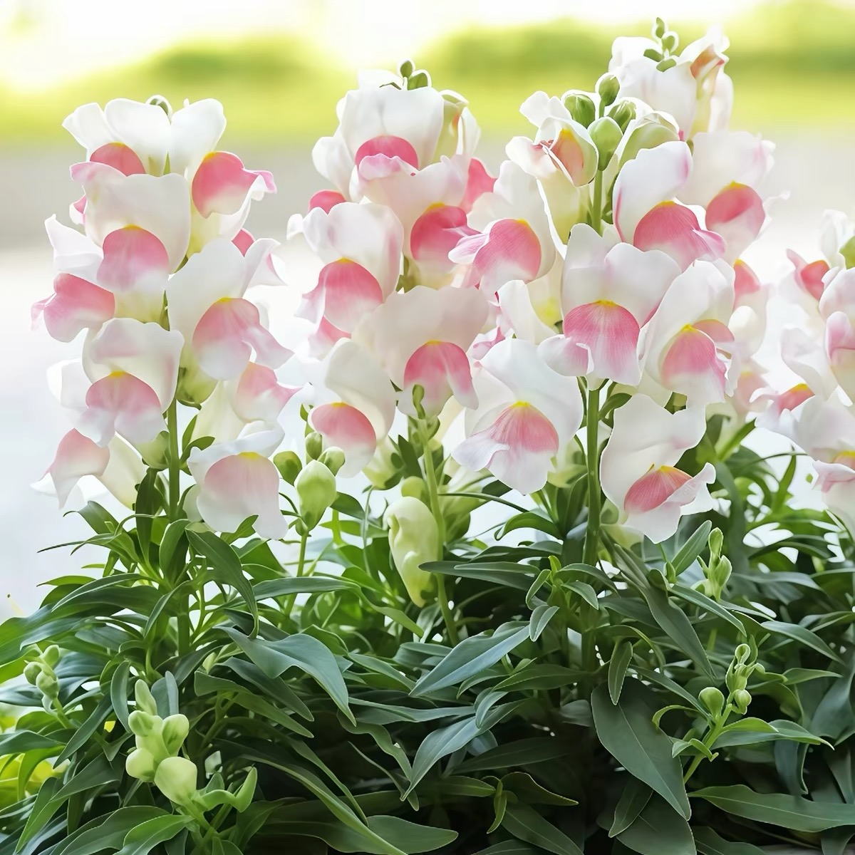 Snapdragon Seeds  Colors White and Pink