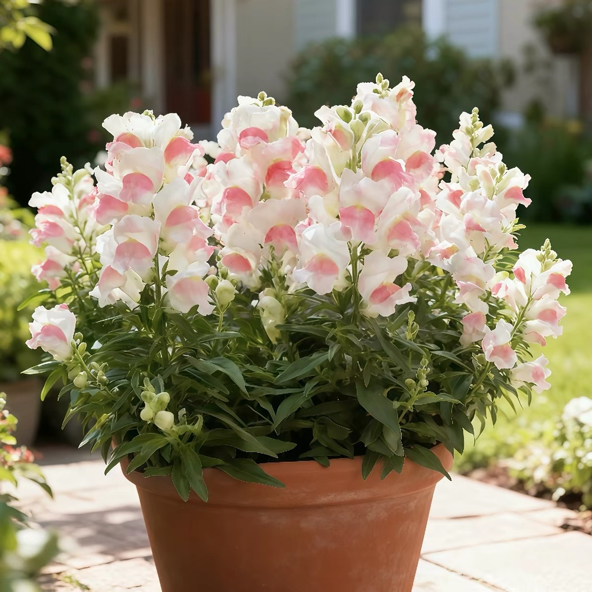 Snapdragon Seeds  Colors White and Pink