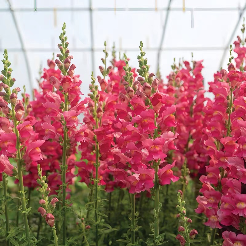 Snapdragon Seeds  Colors deep pink