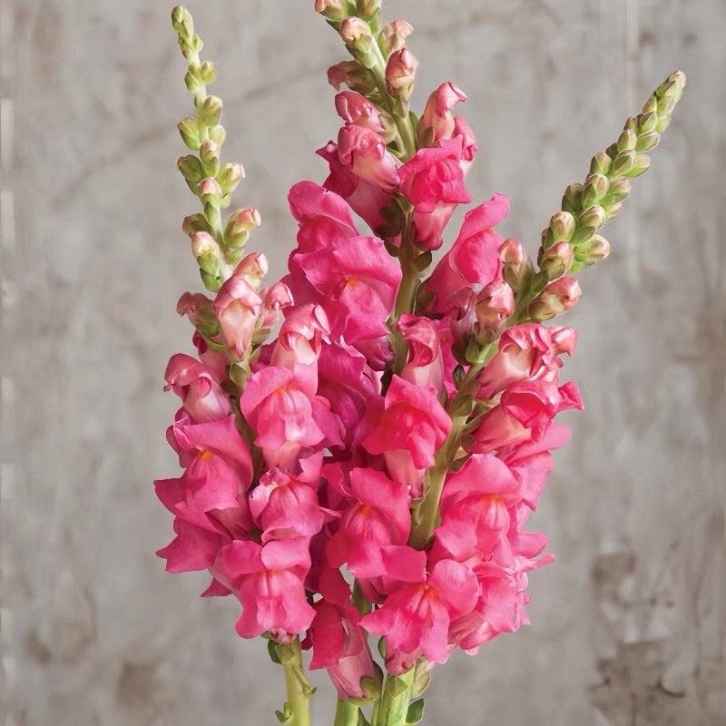 Snapdragon Seeds  Colors deep pink