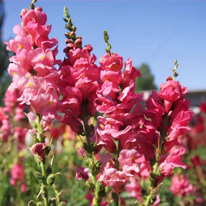 Snapdragon Seeds  Colors deep pink