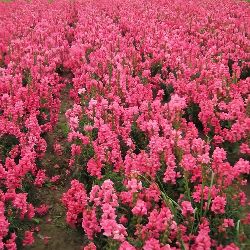 Snapdragon Seeds  Colors deep pink