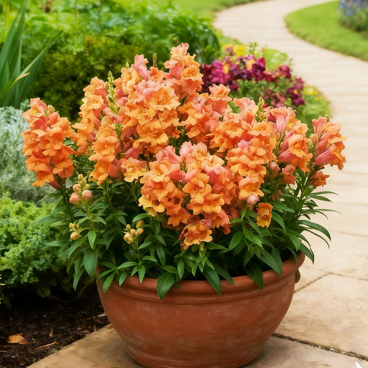 Snapdragon Seeds  Colors orange