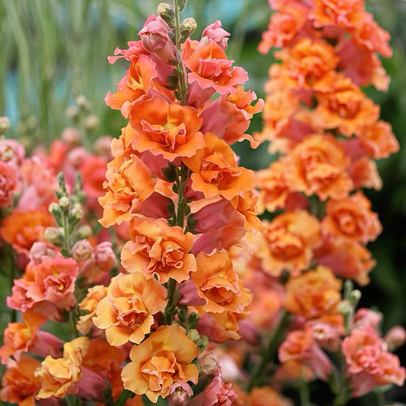 Snapdragon Seeds  Colors orange
