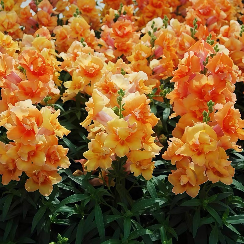 Snapdragon Seeds  Colors orange
