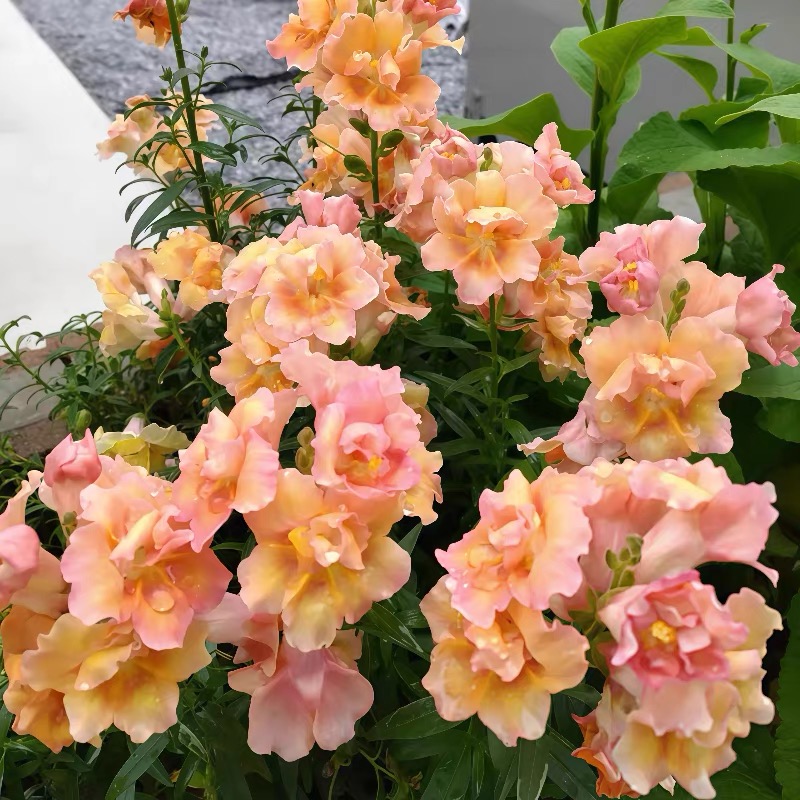 Snapdragon Seeds  Colors pink