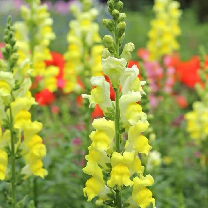 Snapdragon Seeds  Colors Yellow