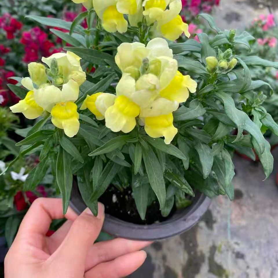 Snapdragon Seeds  Colors Yellow