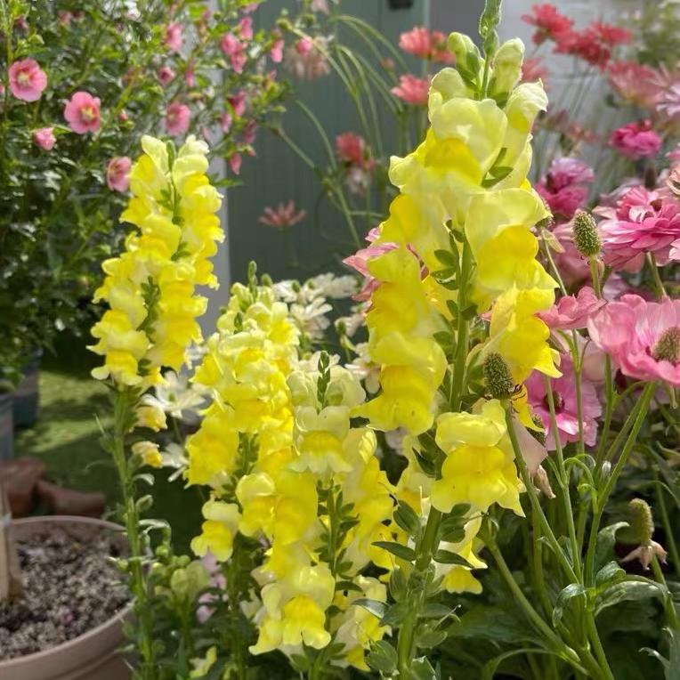 Snapdragon Seeds  Colors Yellow