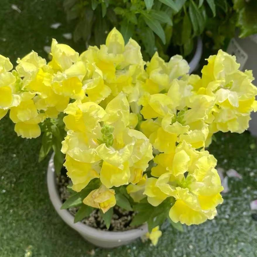 Snapdragon Seeds  Colors Yellow