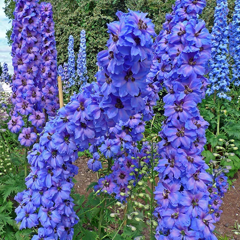 Snapdragon Seeds  Colors blue