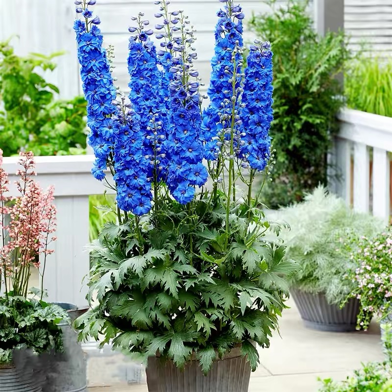 Snapdragon Seeds  Colors blue