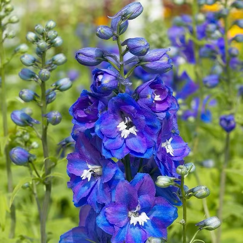Snapdragon Seeds  Colors blue