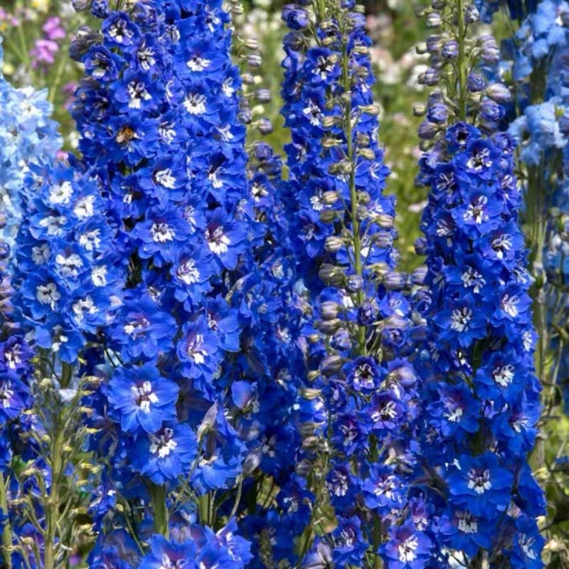 Snapdragon Seeds  Colors blue