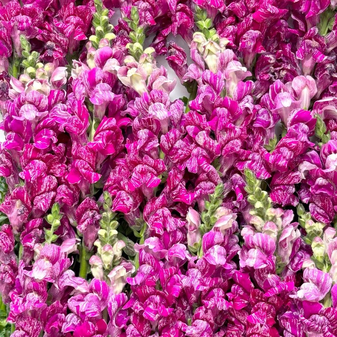 Snapdragon Seeds  Colors Purple