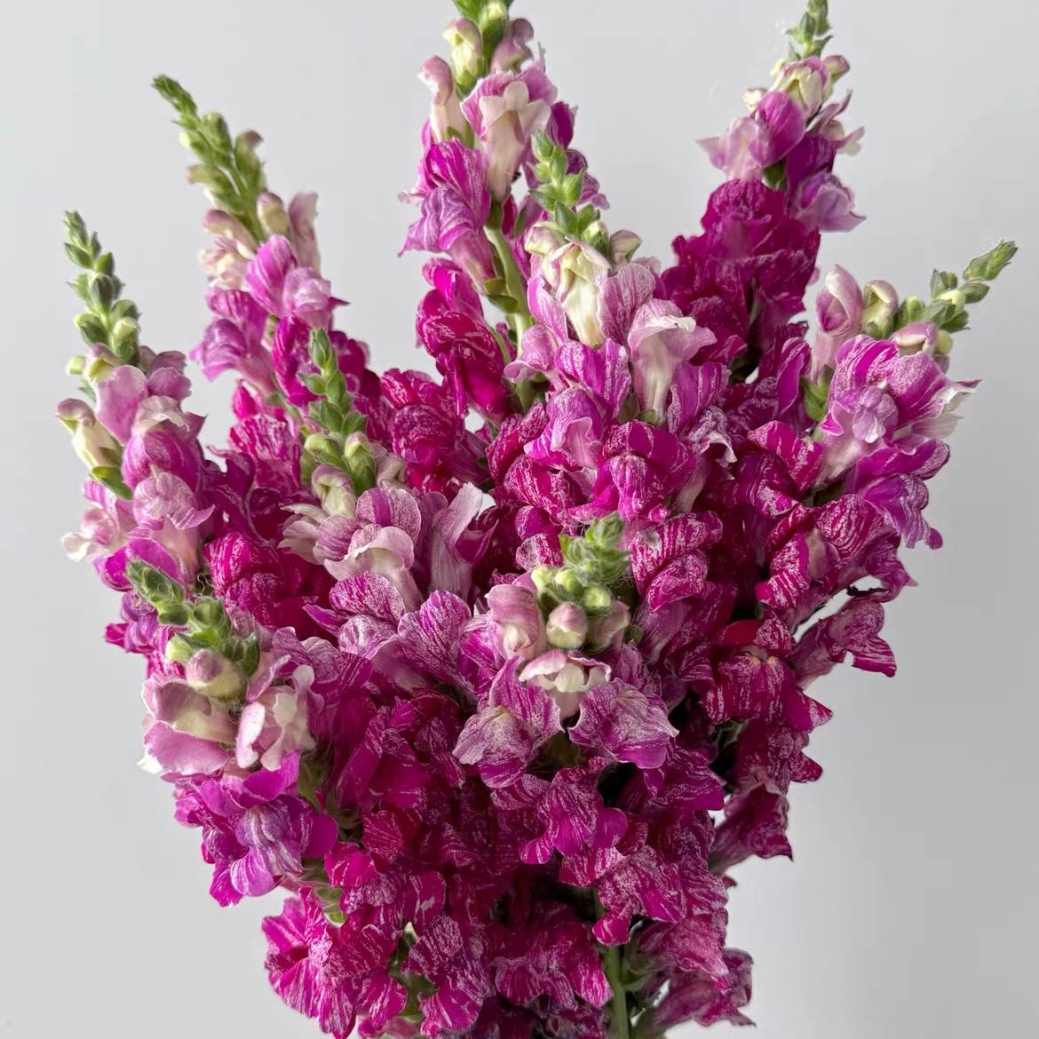 Snapdragon Seeds  Colors Purple