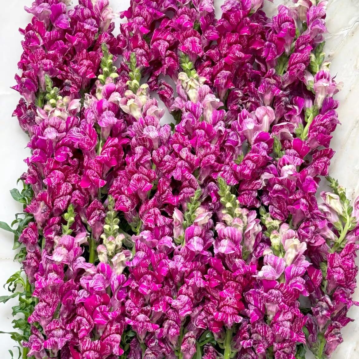 Snapdragon Seeds  Colors Purple