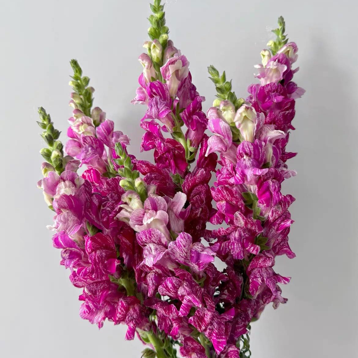 Snapdragon Seeds  Colors Purple