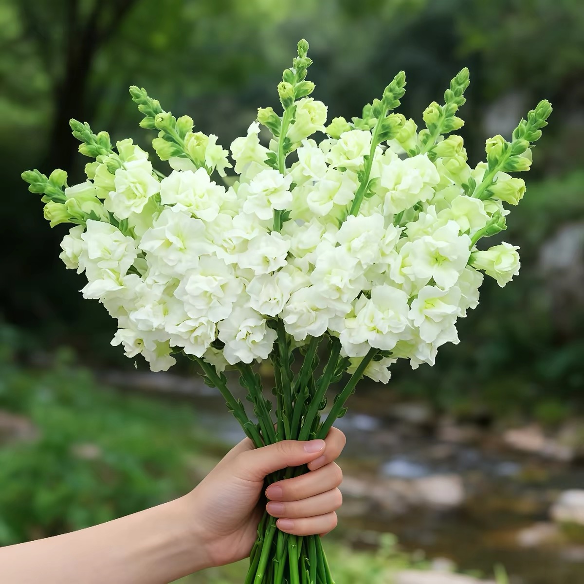Snapdragon Seeds  Colors White 