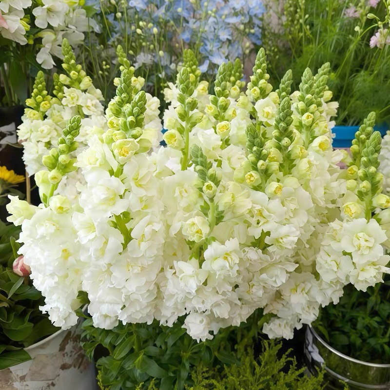 Snapdragon Seeds  Colors White 