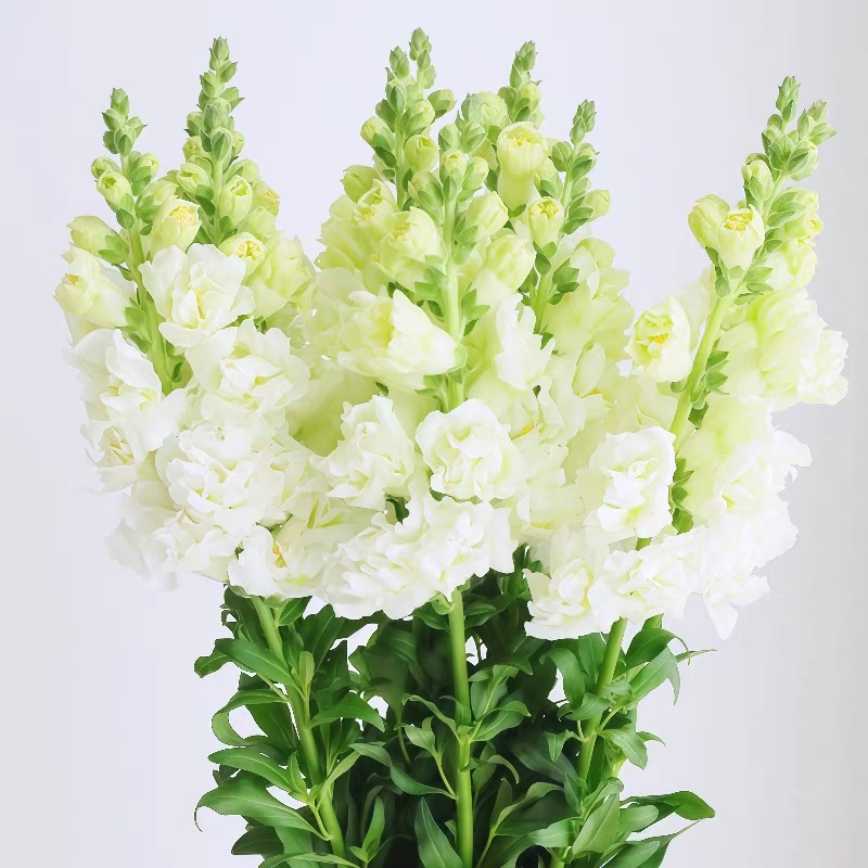 Snapdragon Seeds  Colors White 