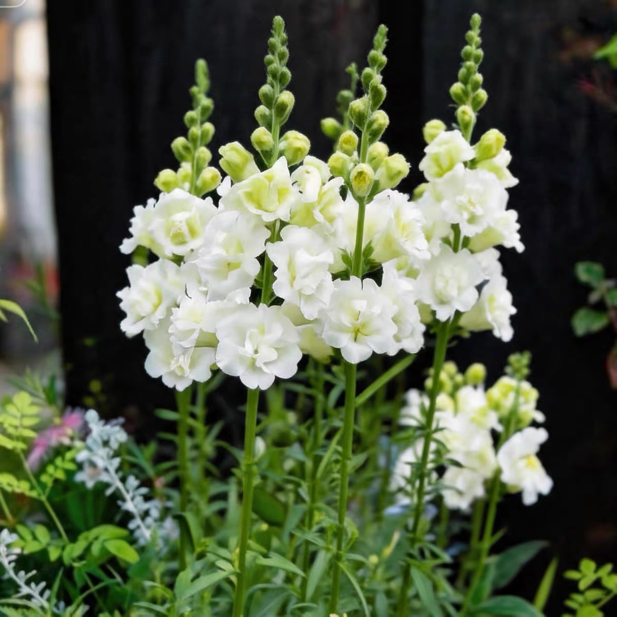 Snapdragon Seeds  Colors White 