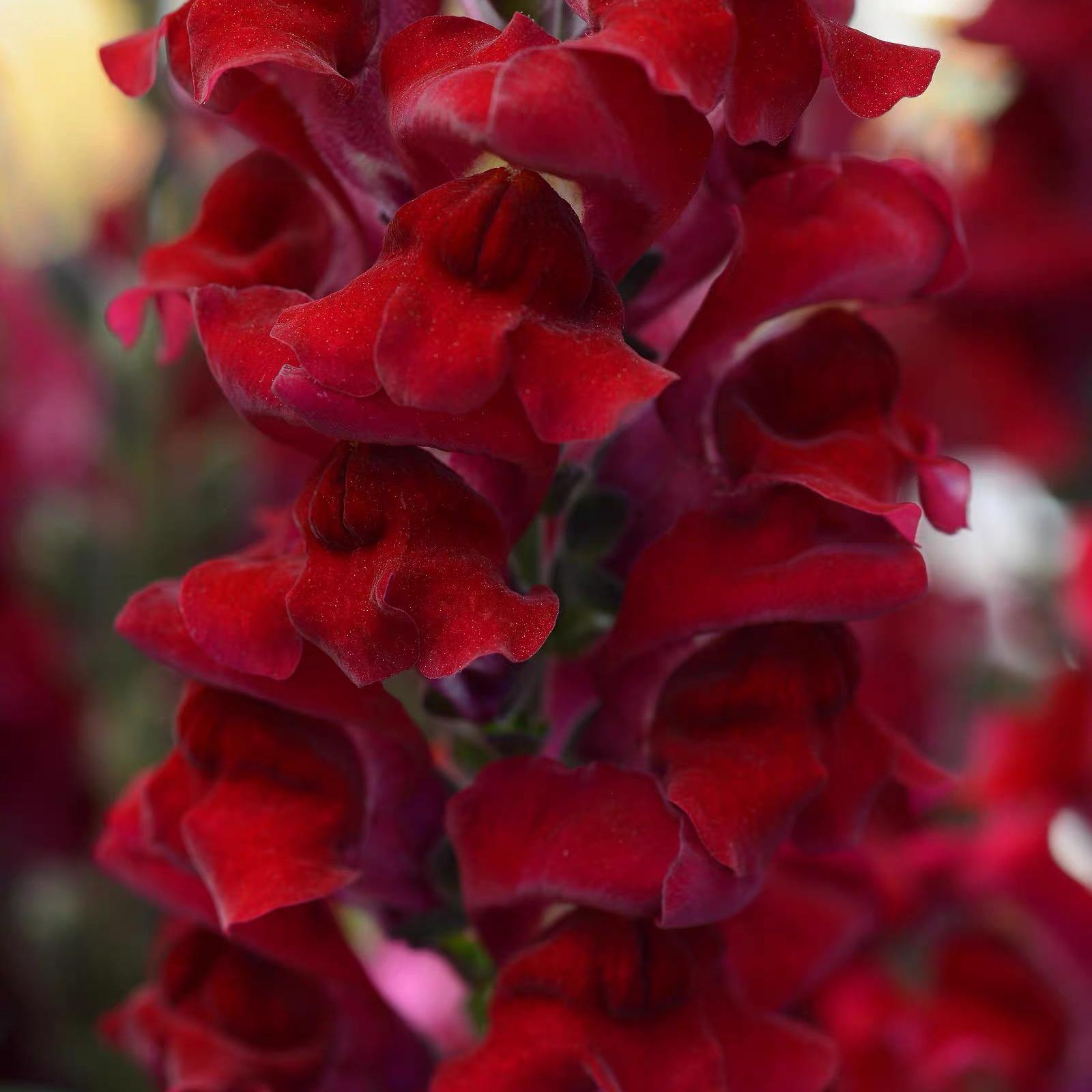 Snapdragon Seeds  Colors red