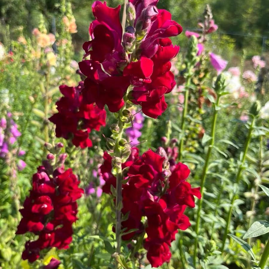 Snapdragon Seeds  Colors red