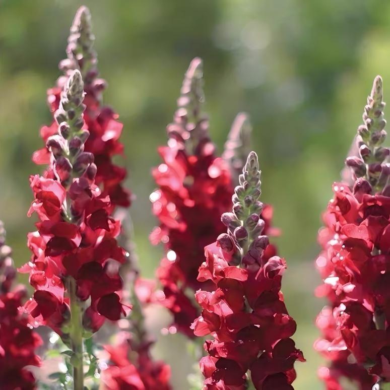 Snapdragon Seeds  Colors red