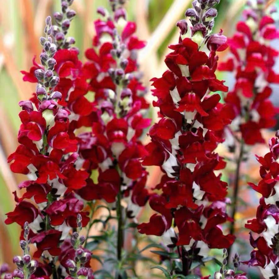 Snapdragon Seeds  Colors red