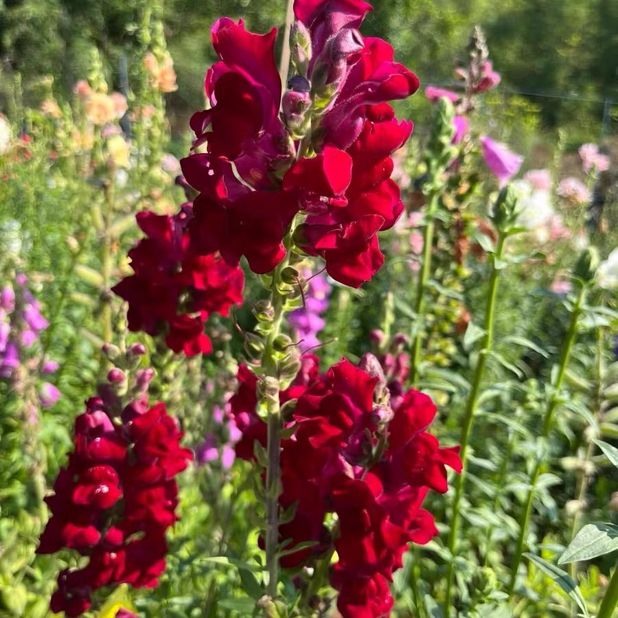 Snapdragon Seeds  Colors red