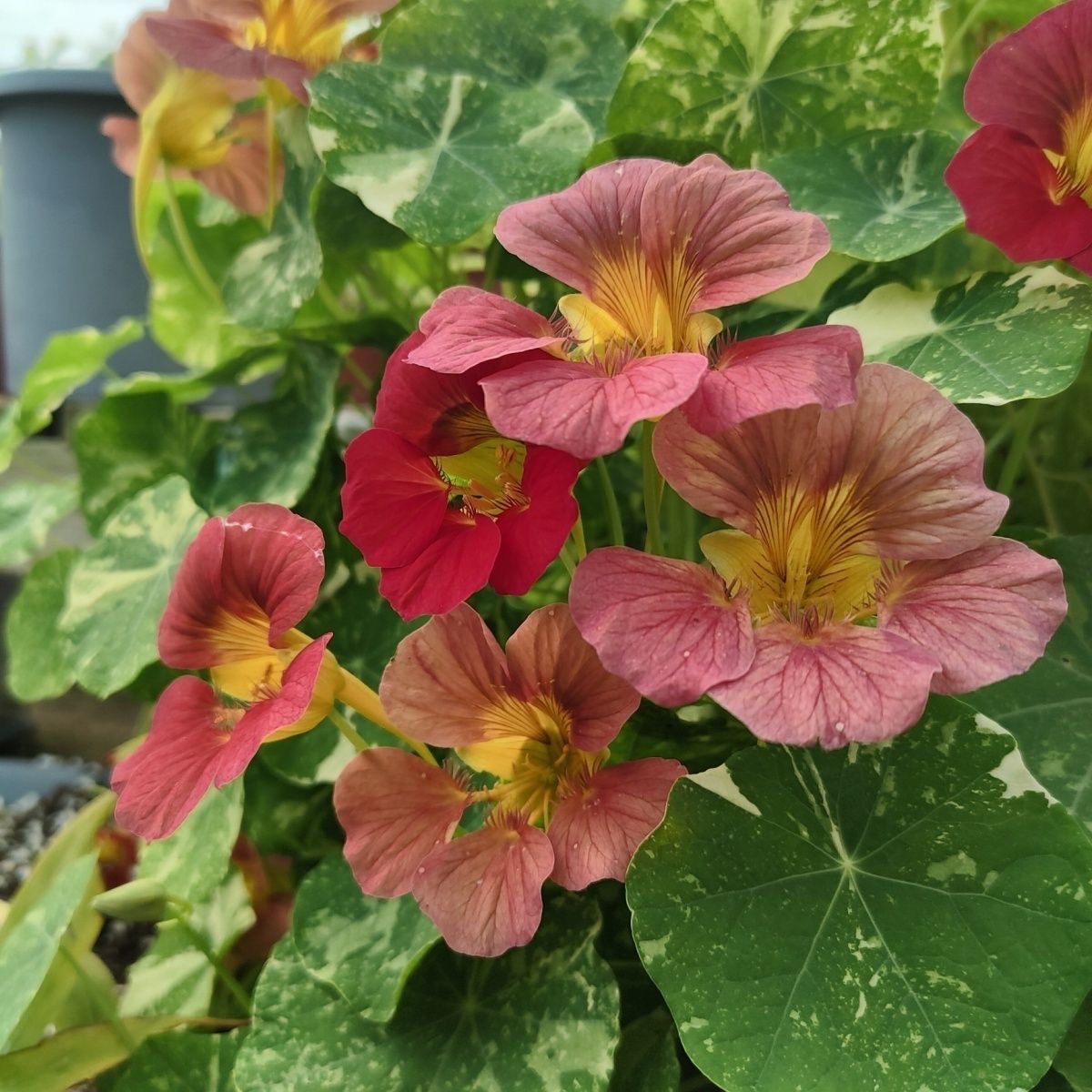 Nasturtium Seeds color purplish red