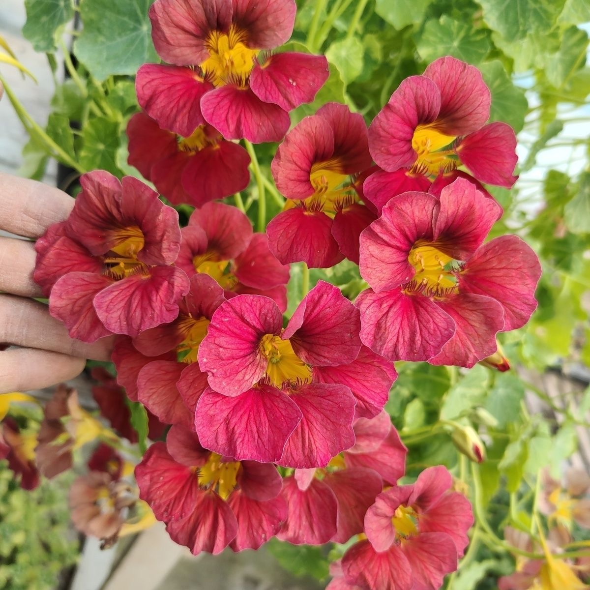 Nasturtium Seeds color purplish red