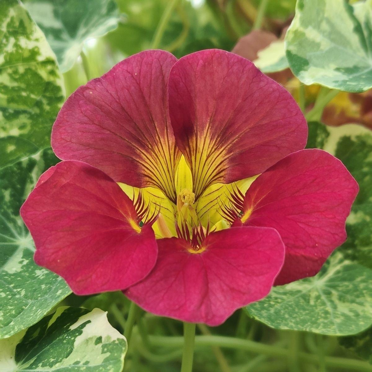 Nasturtium Seeds color purplish red