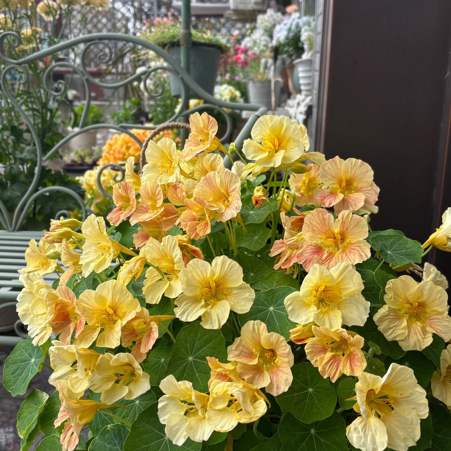Nasturtium Seeds color Yellow